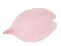 桜の花びら
